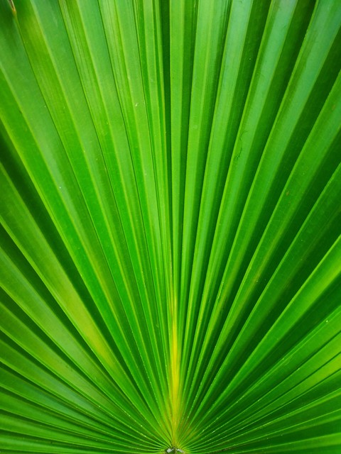 green leaf