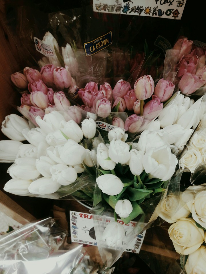 tulips