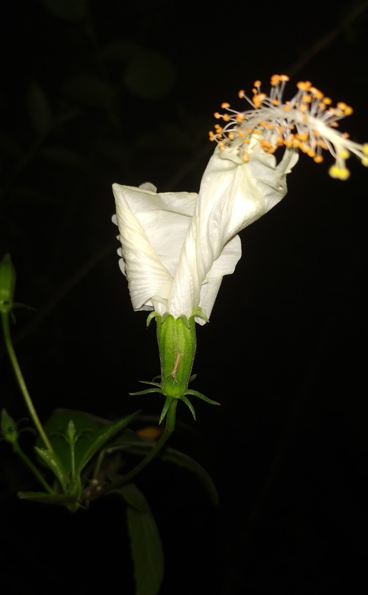 White hibiscus