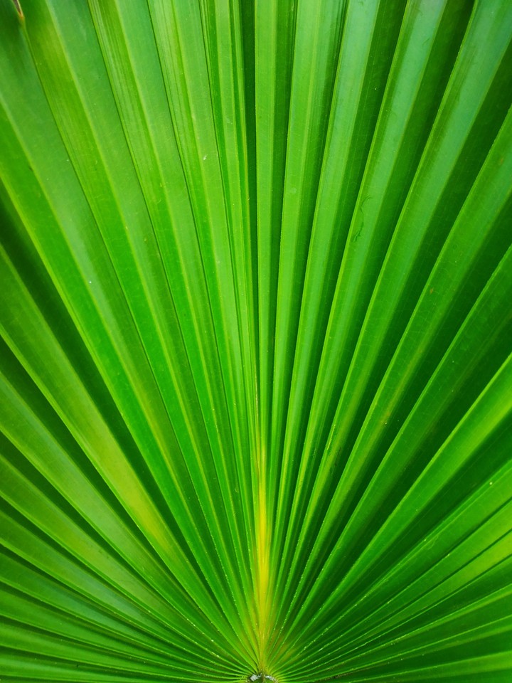 green leaf