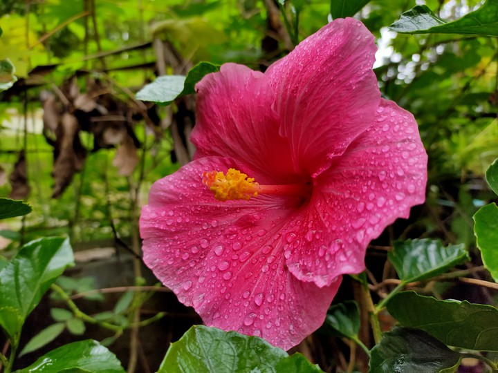 Hibiscus Pink