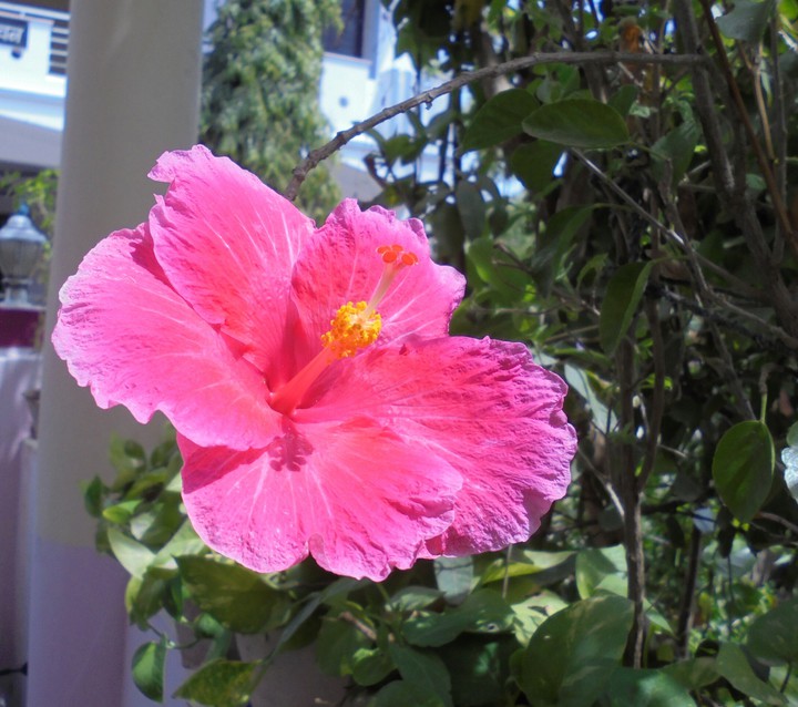 Lily Flower