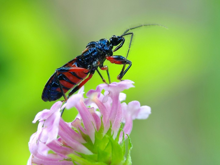 insect