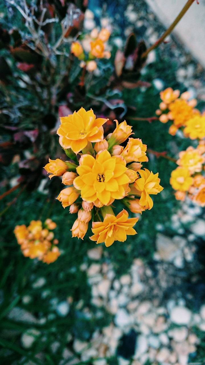 Yellow ?