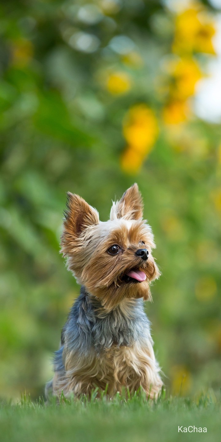 Beautiful Dog