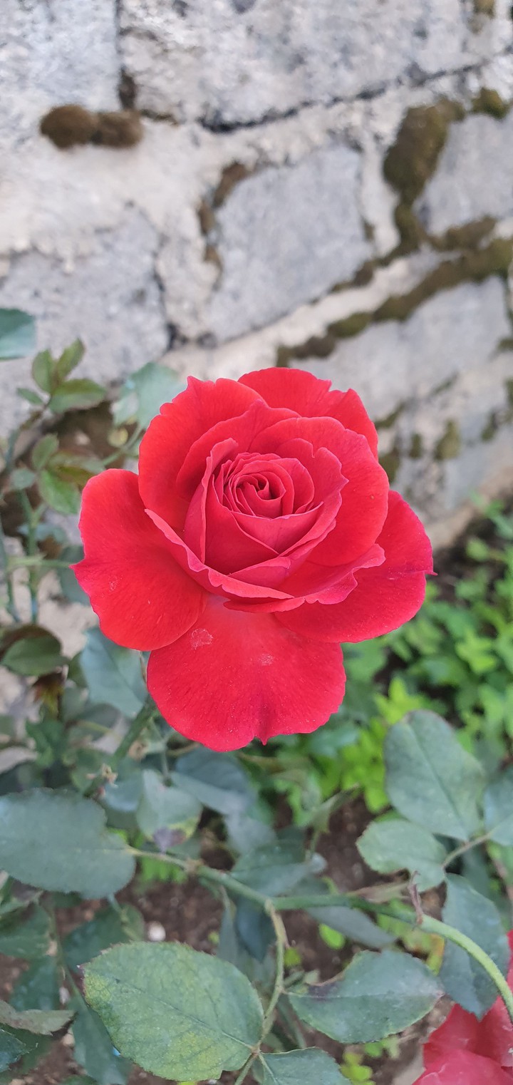 red rose
