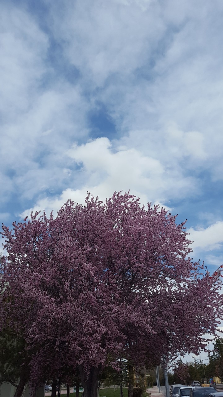 like cherry blossoms