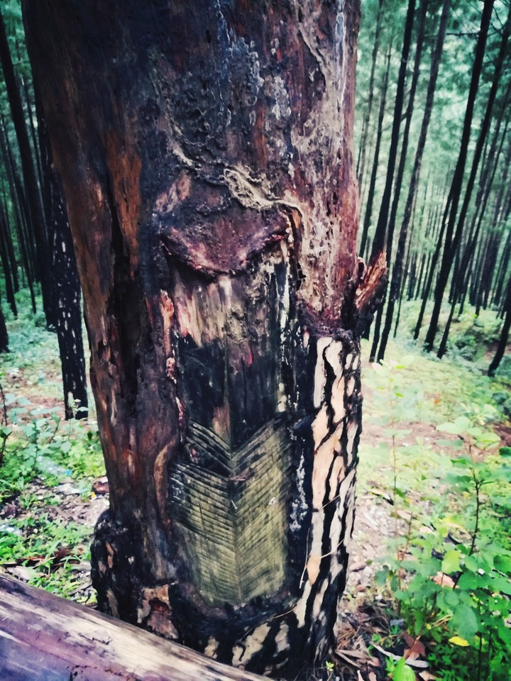 Secrets of Jungle