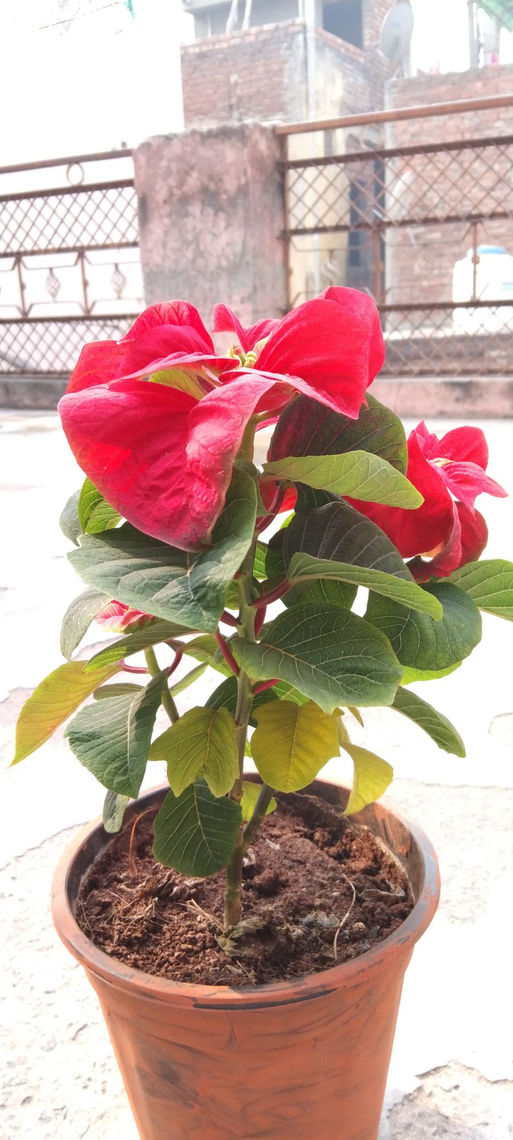 flower pot