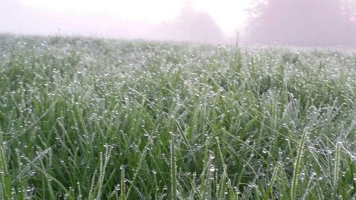 Misty Grass