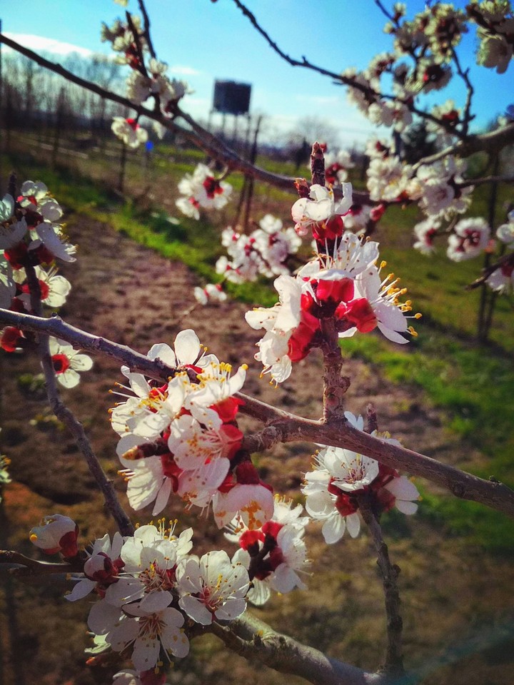 spring