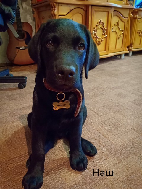 Labrador