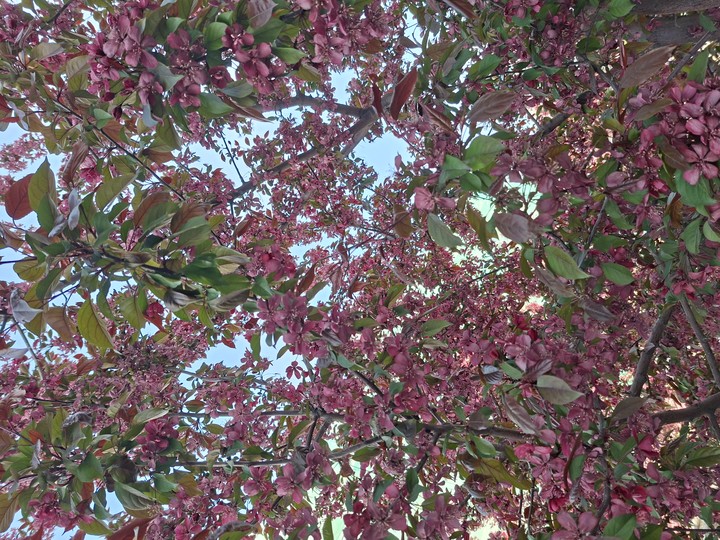 шпалери Blossom, branch