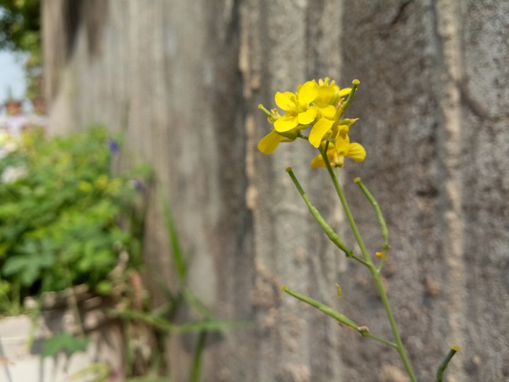 Yellow Flower