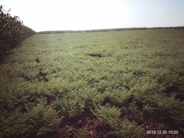 Farme