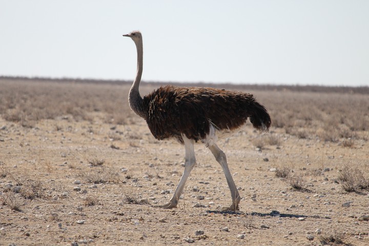 Ostrich
