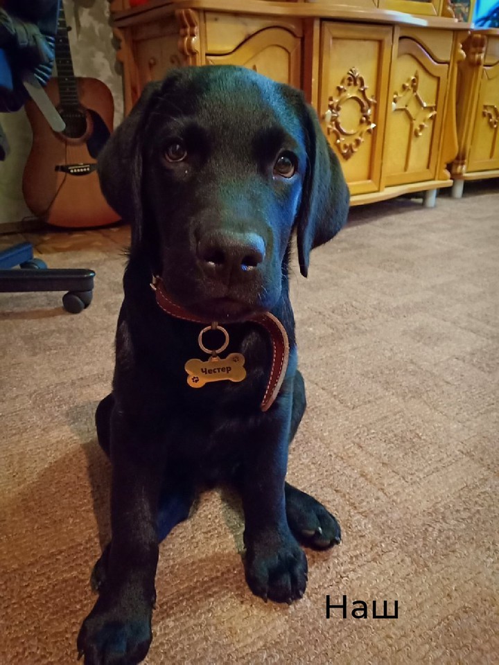 Labrador