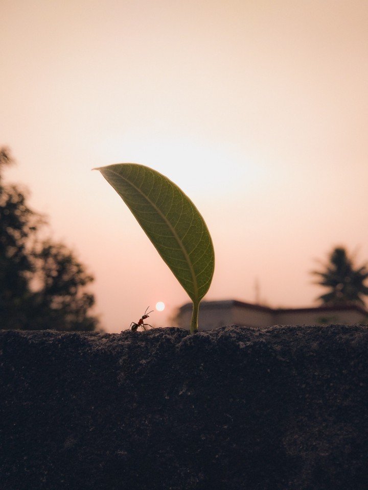 sunset with little friend