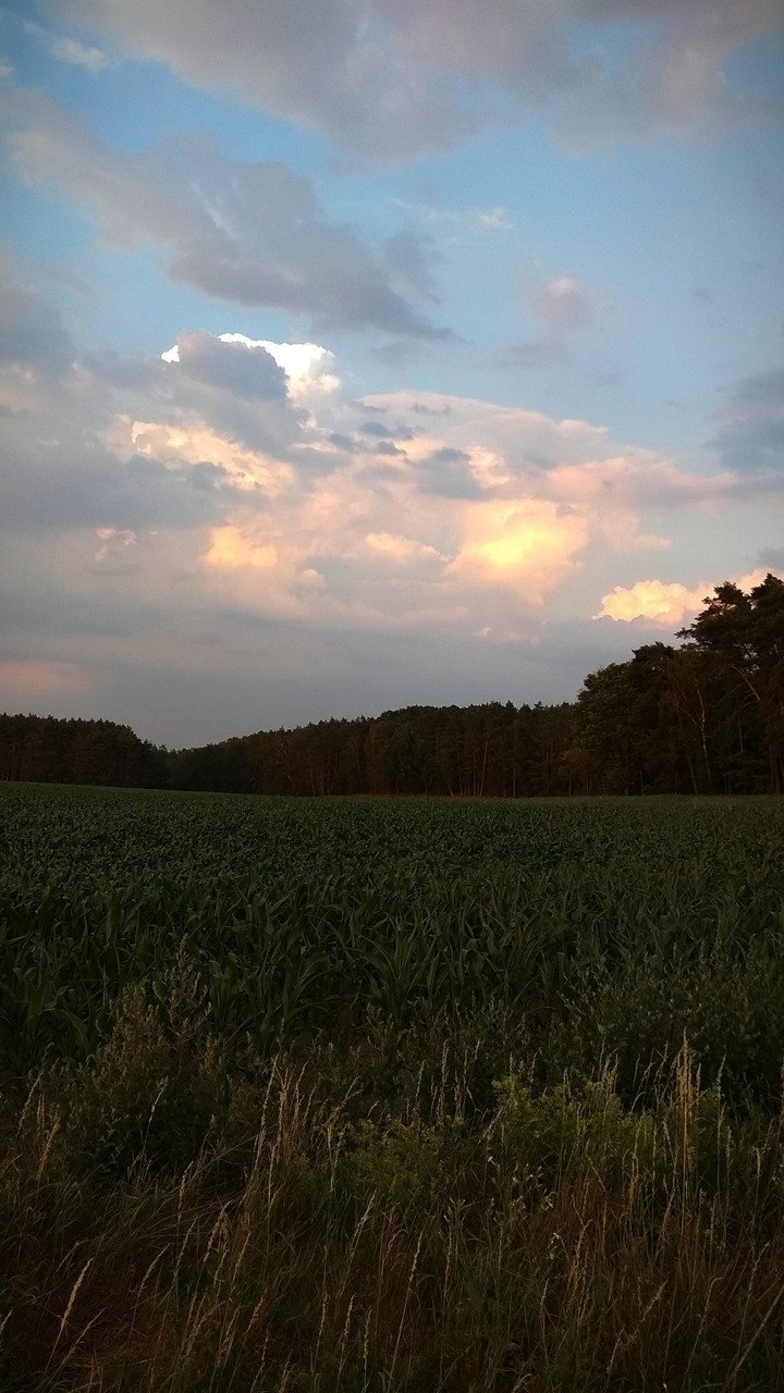 land
