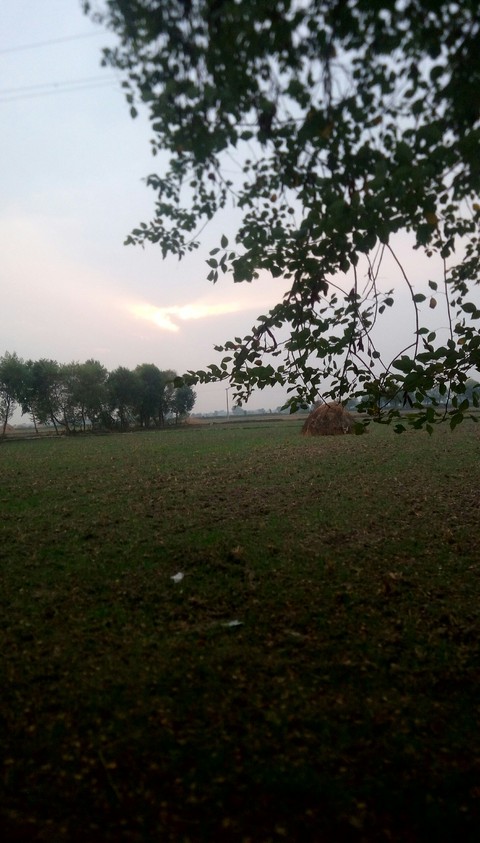 hình nền landscapes, branch