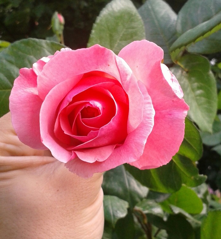 fiore