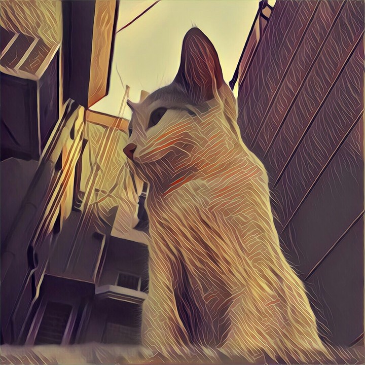 Kitten