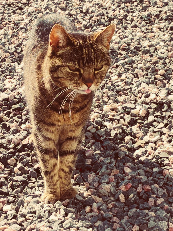 Cats can do anything