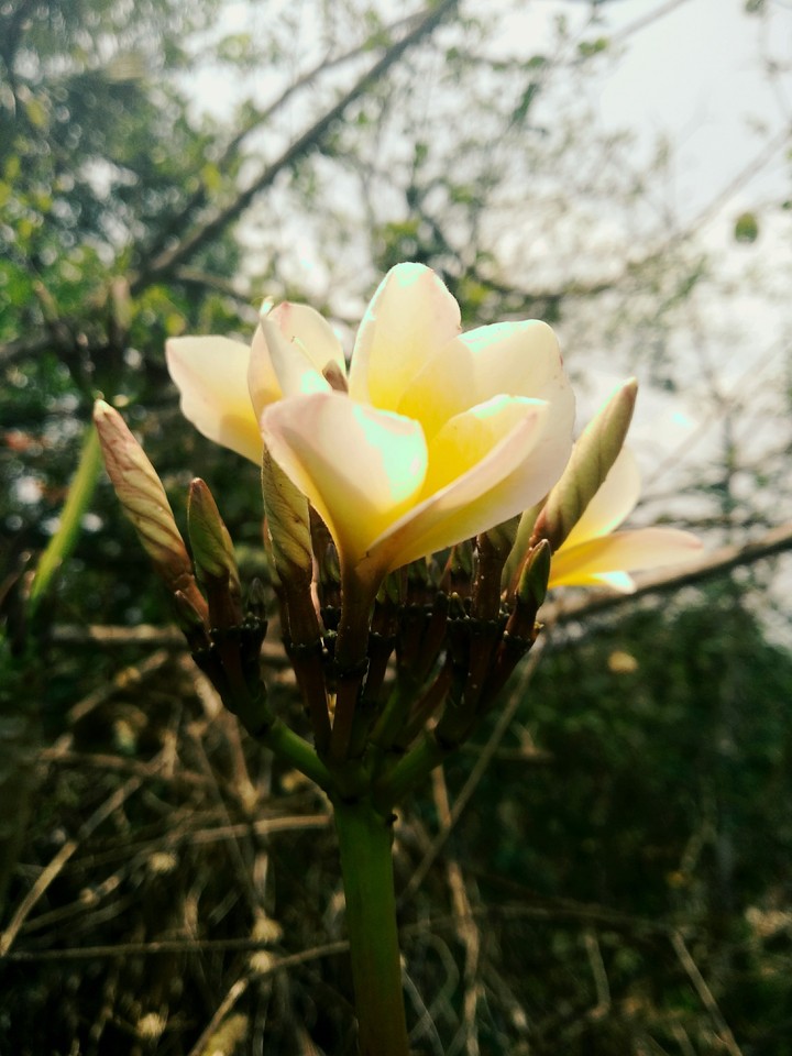 flower