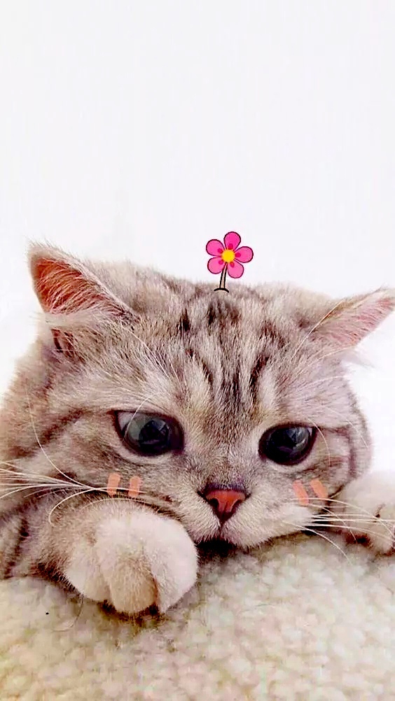 милота