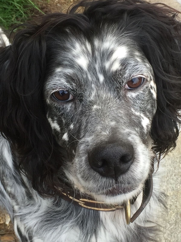 cane della mia amica