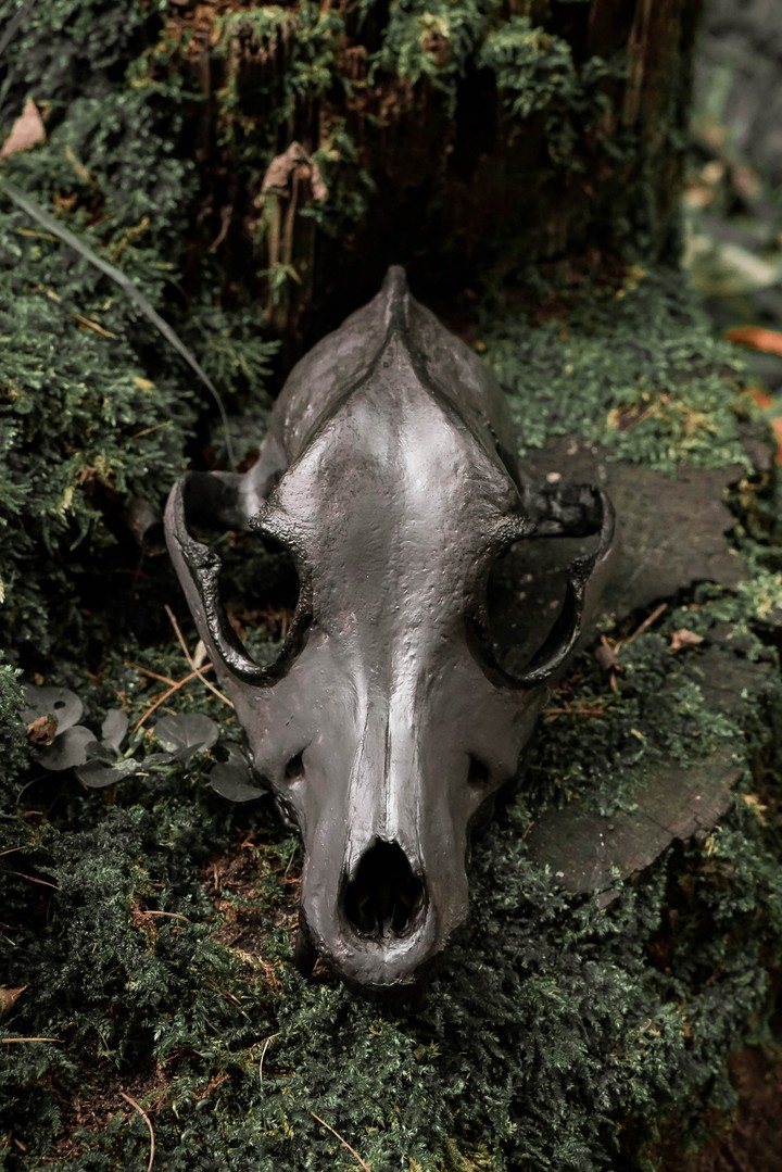 Skull