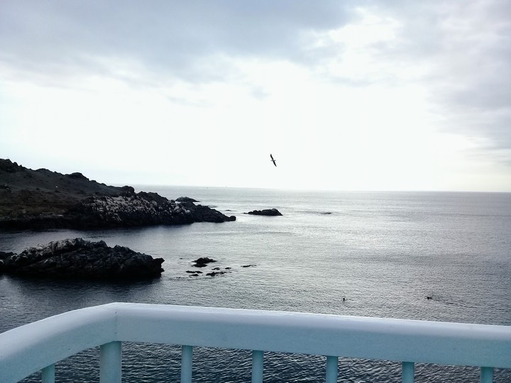 Fly