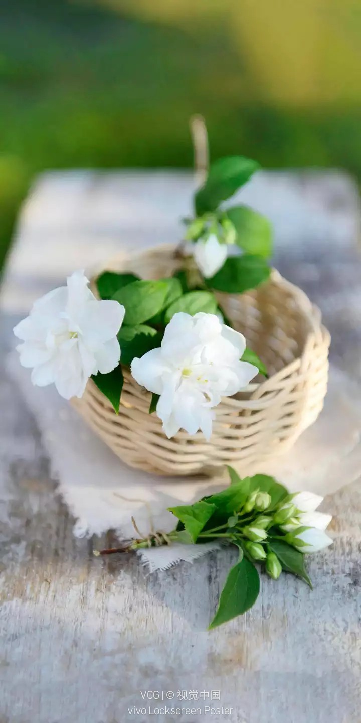Jasmine Flower