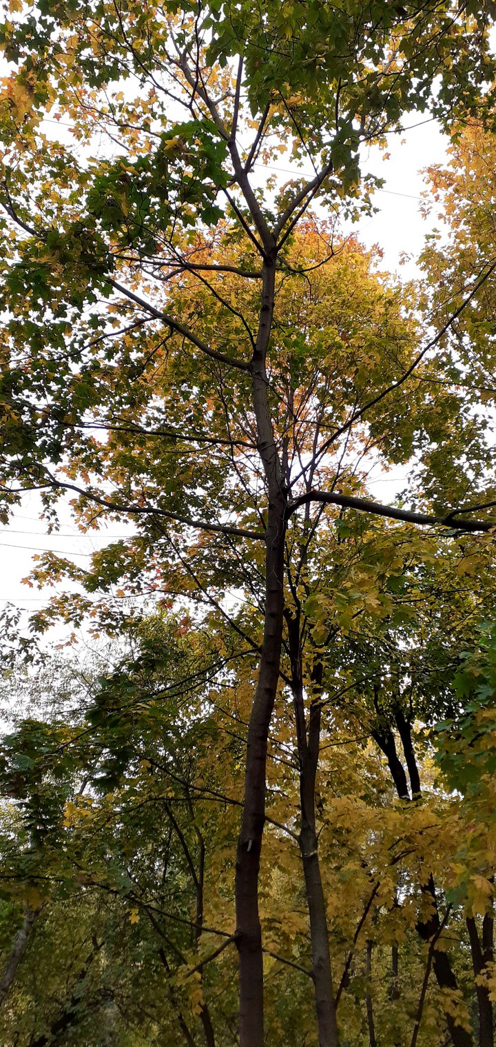 autumn