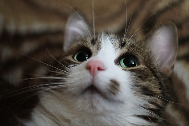Keksik is my sweet heart