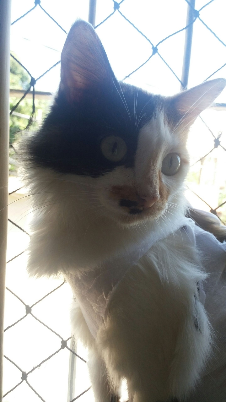 Gatinha Juju