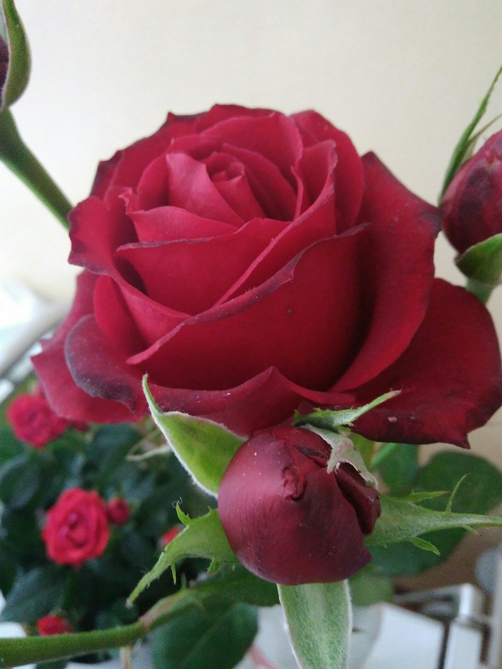 red roses