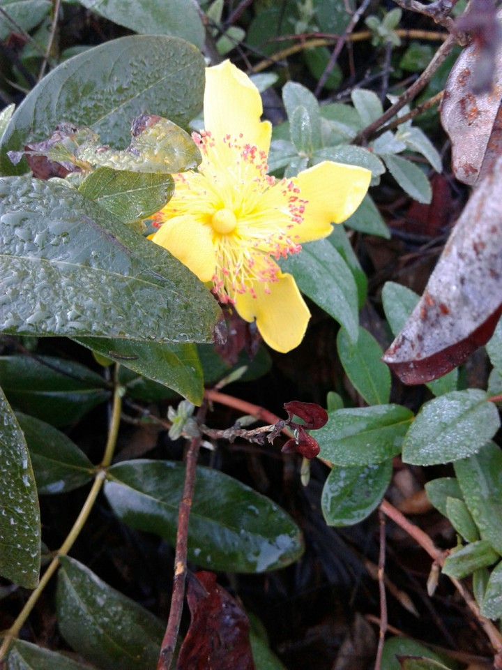 of all the dark and glum, a beautiful flower emerges