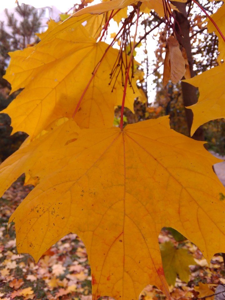 autumn leaves