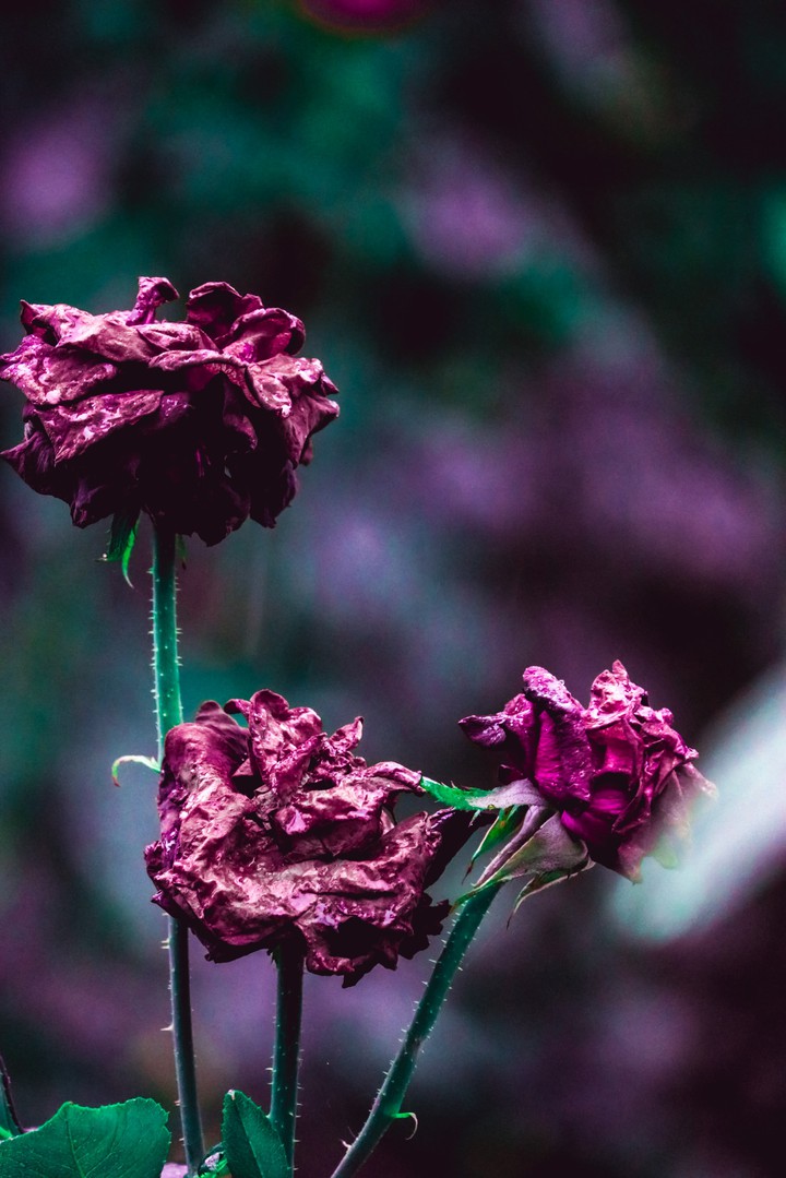 roses