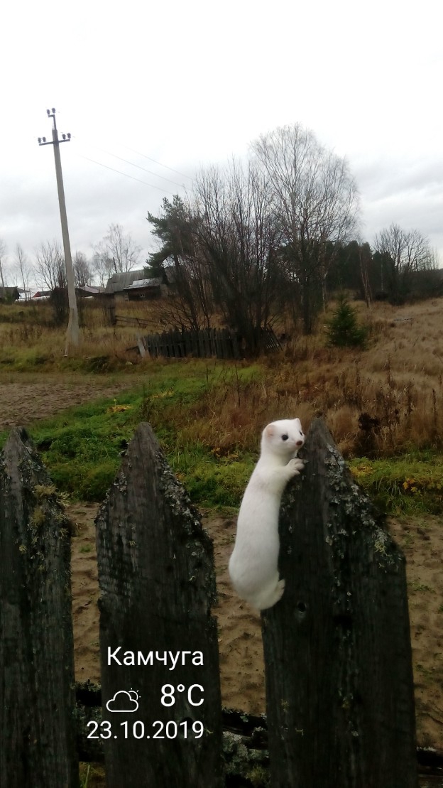 Ласка