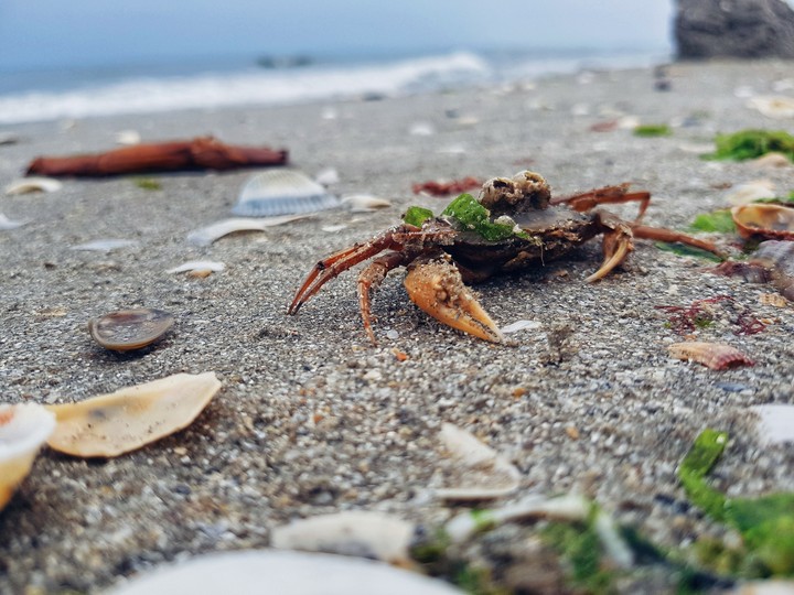 sea