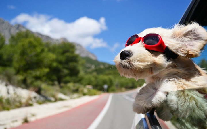 Dog face in wind