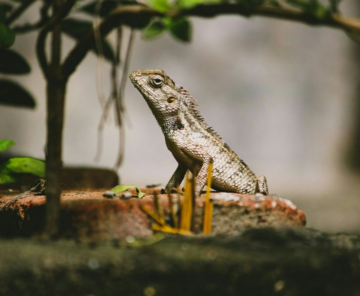 The type of lizard.
