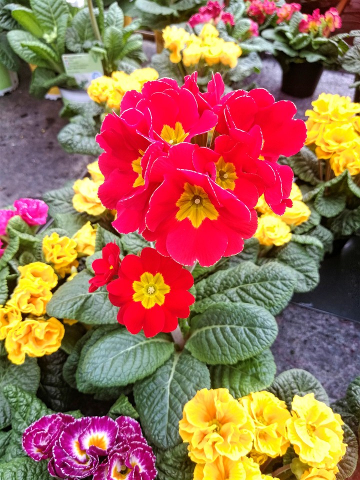 Frühlingsblumen