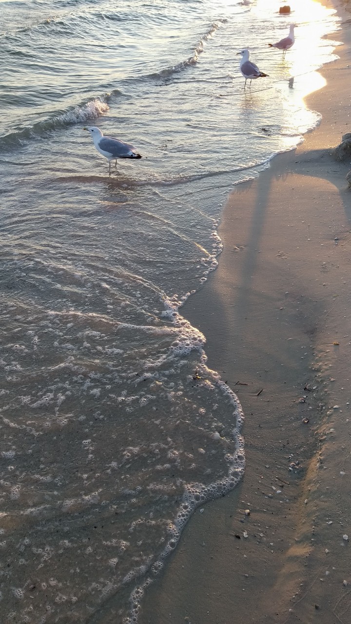 Чёрное море, местные жители