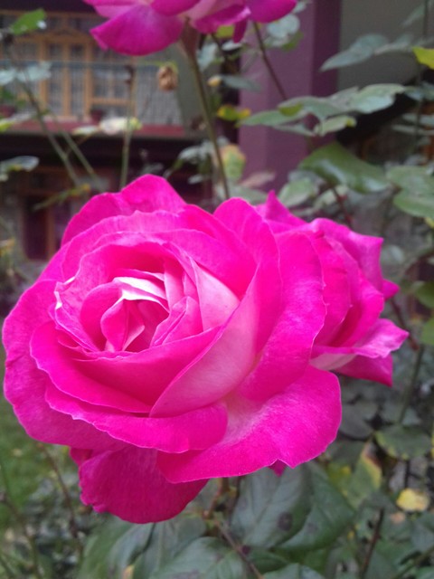 pink rose