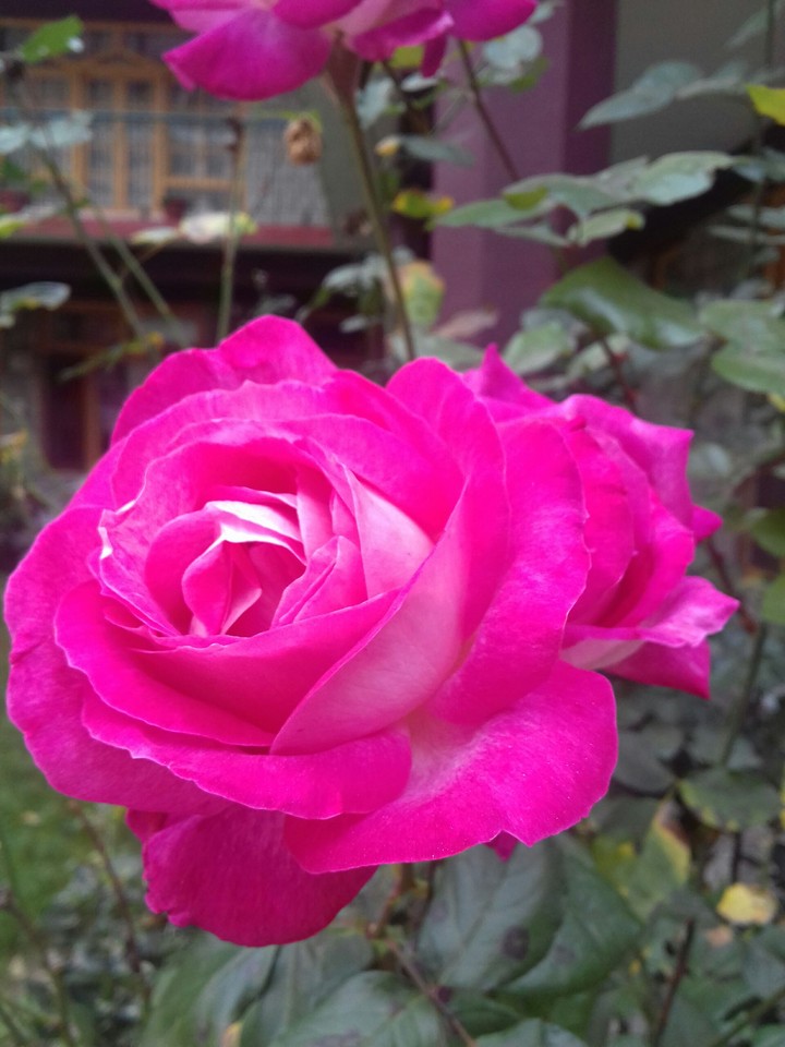 pink rose
