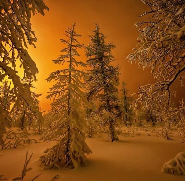 зимний лес