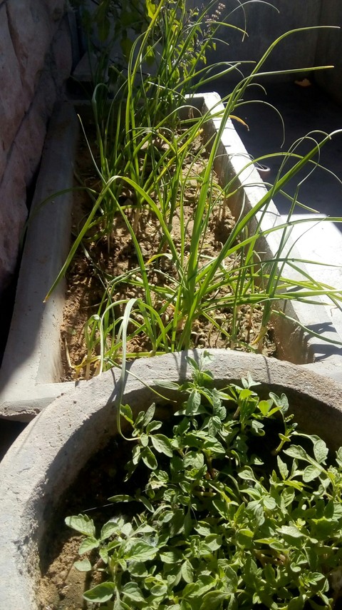Plants